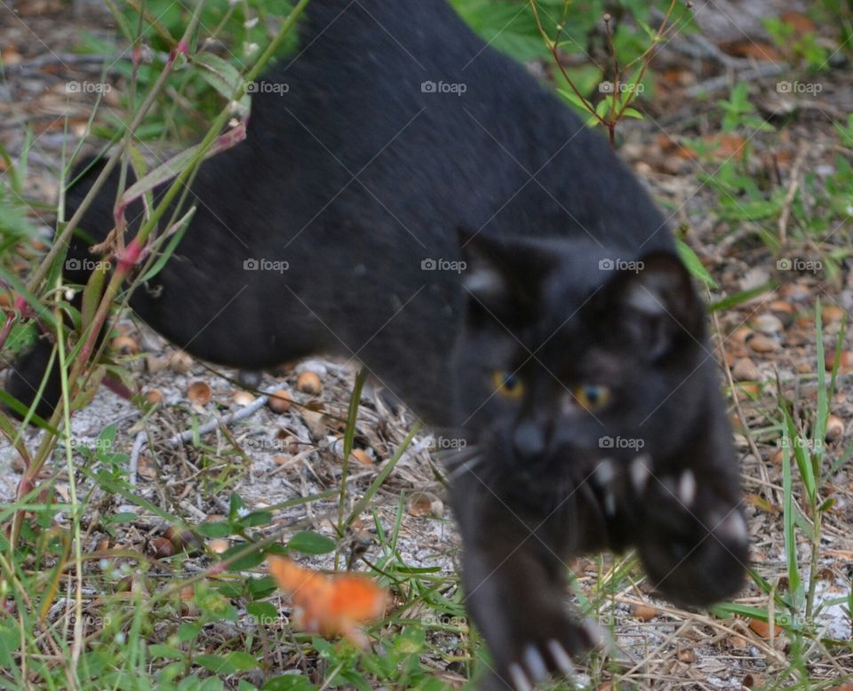 Cat pouncing after butterfly (claws)  a lil blurry..