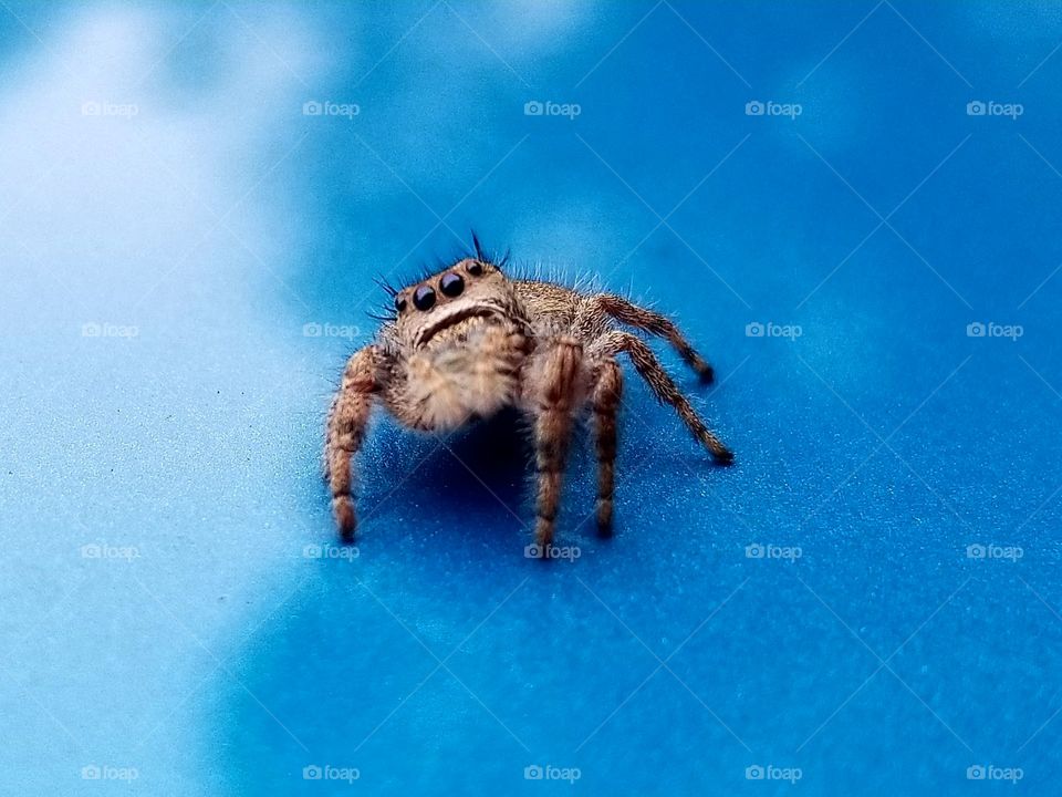 Spider with Tilted Head