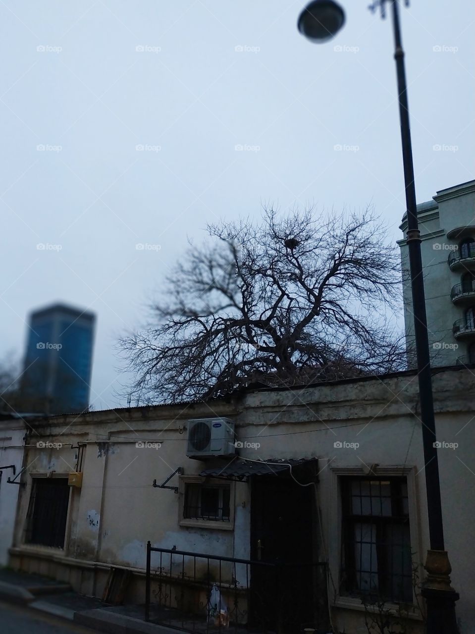 bird nest on the tree