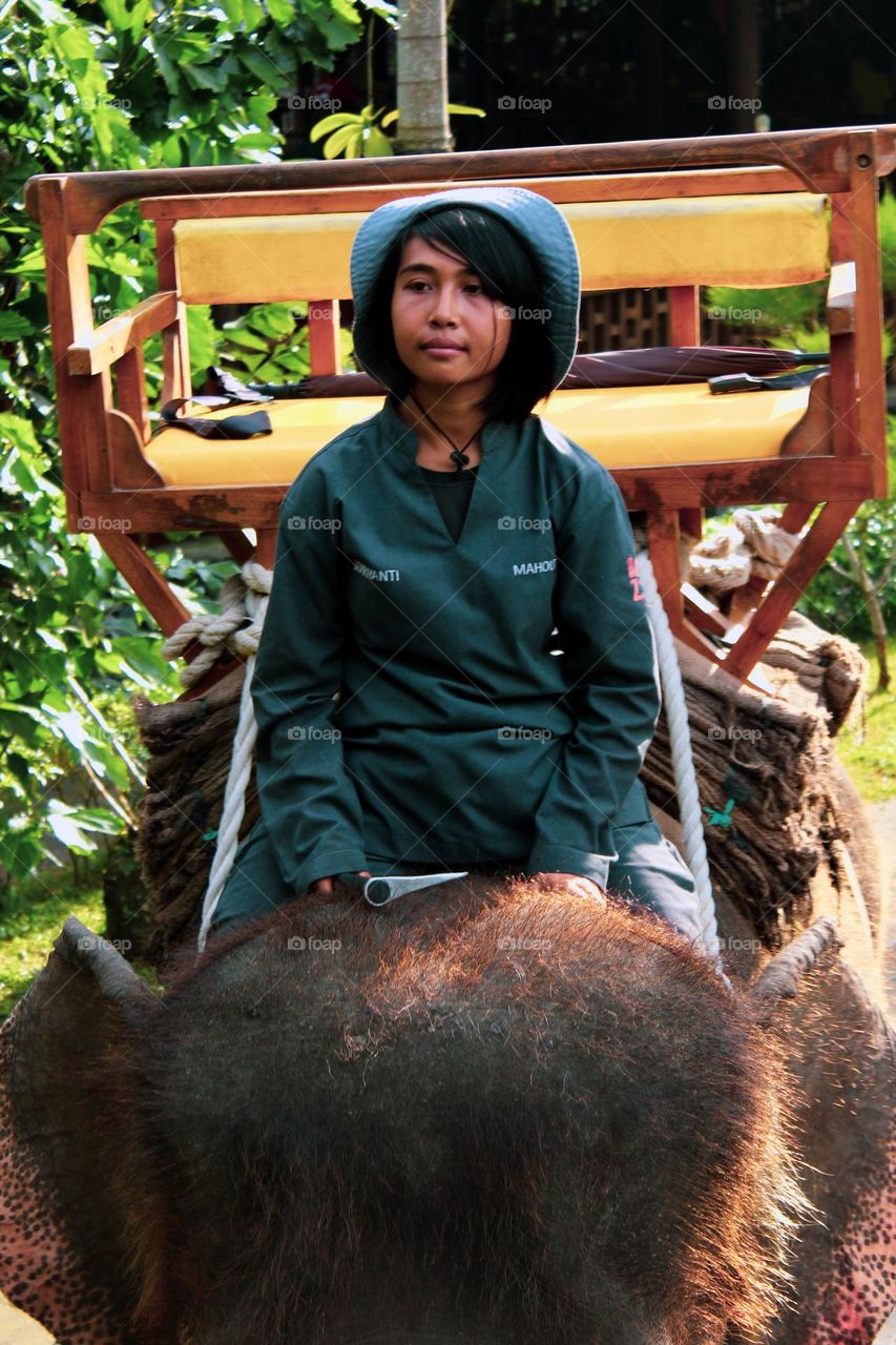 The girl who conquered the elephant. Tourist group of children riding an elephant at the bali zoo, elephant body seats for visitors on a safari to the bali zoo being ridden by a teenager.