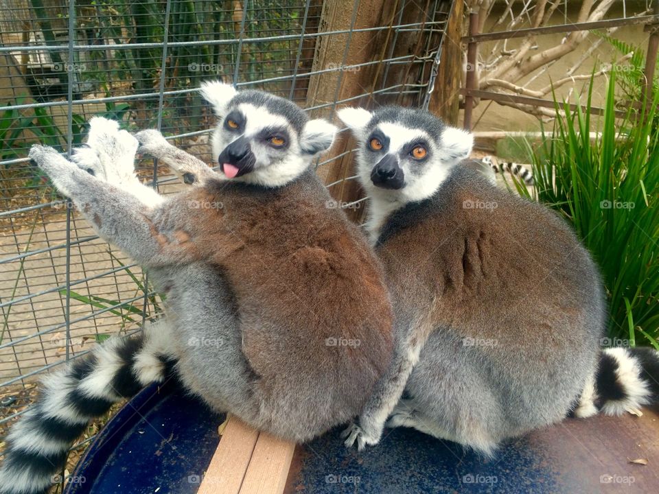 Portrait of a two ring tailed lemur monkeys