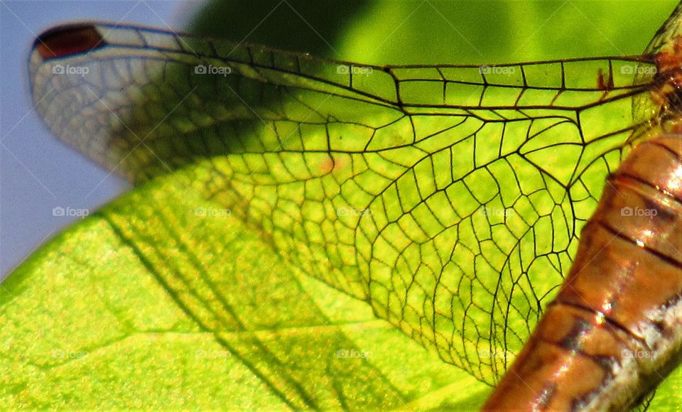 Dragonfly wing