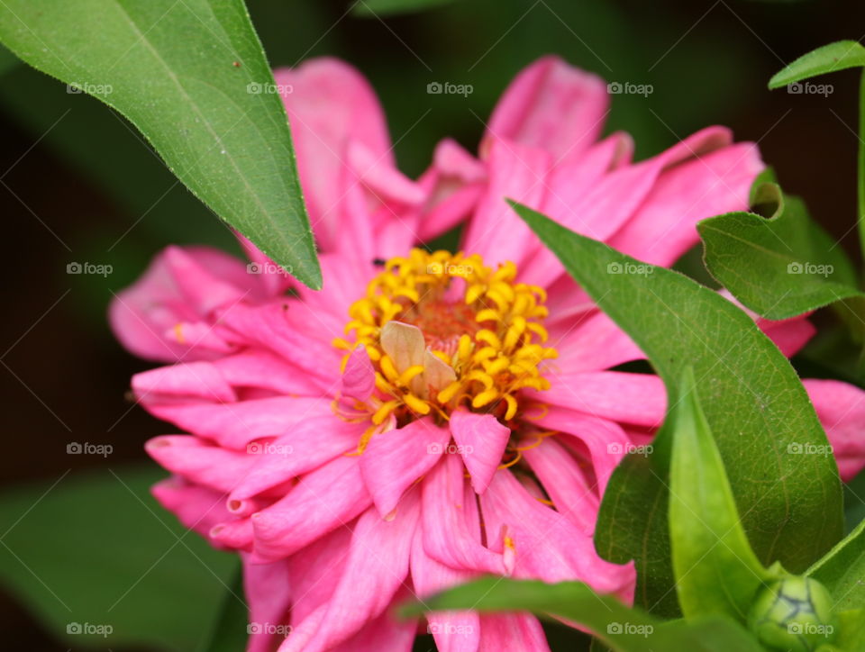 Nature, Flora, Flower, Leaf, Garden