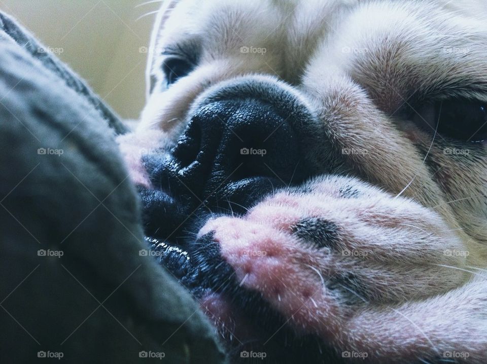 Bulldog nose