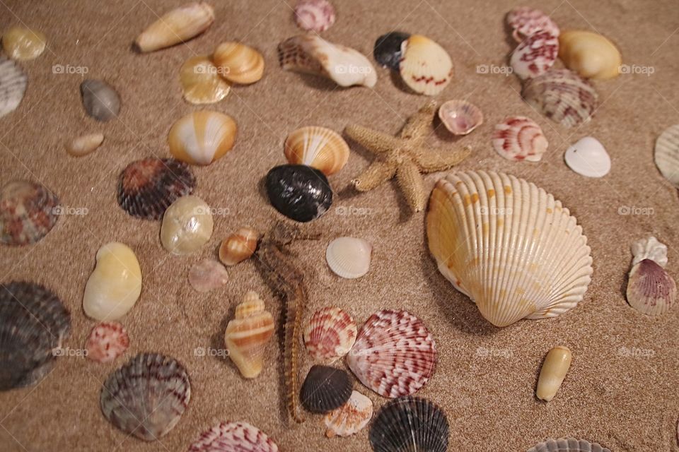 collection of assorted seashells in the sand with a seahorse, and a starfish