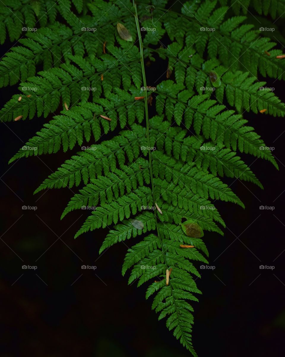 Imperfectly perfect fern