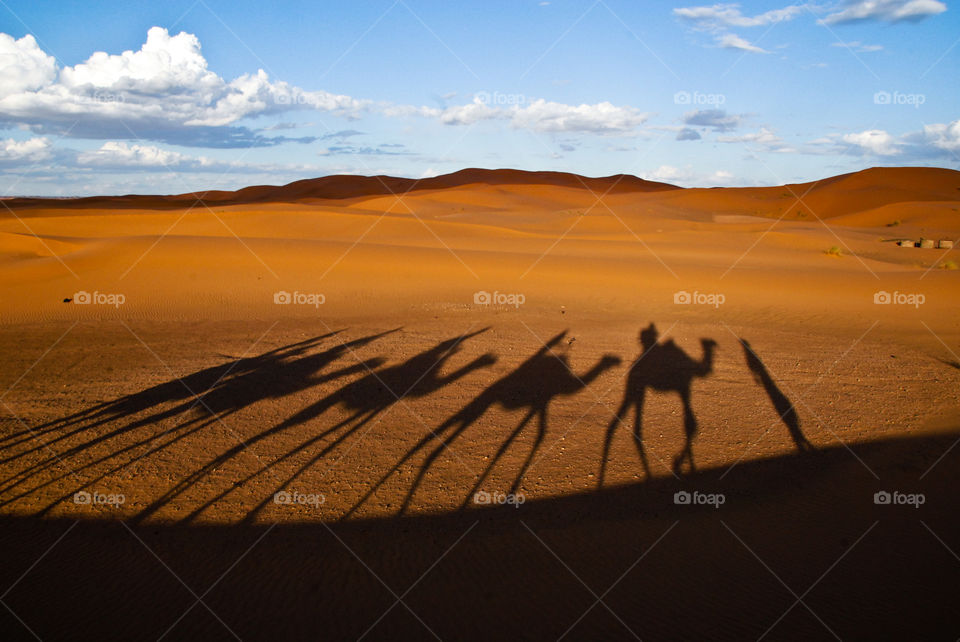 Camel trek, Sahara desert, Morocco