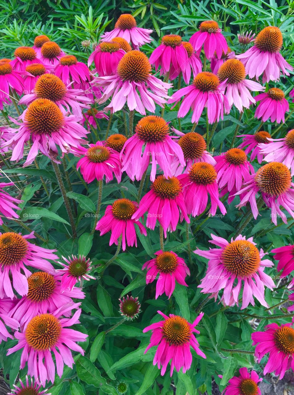 Overhead view of pink flower in field