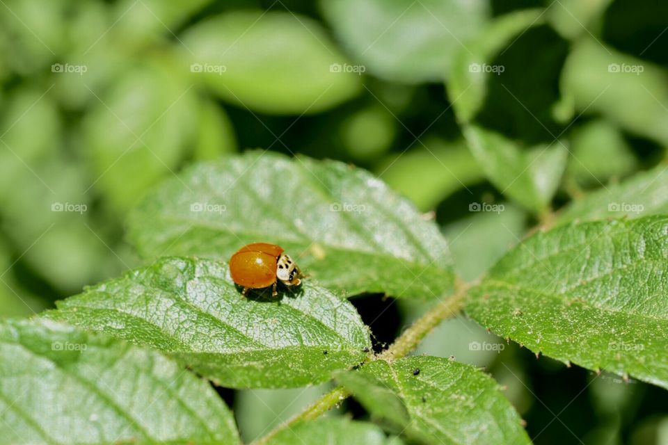 Ladybugs 