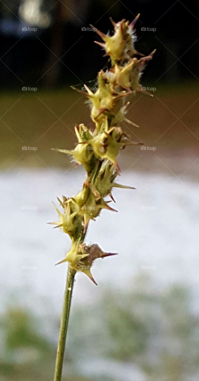 sand spurs!  ouch!!