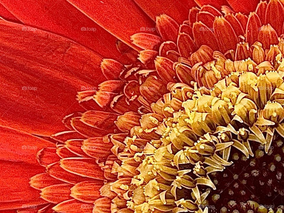 Zoomed in closeup of a bright orange gerbera daisy with a dark center.