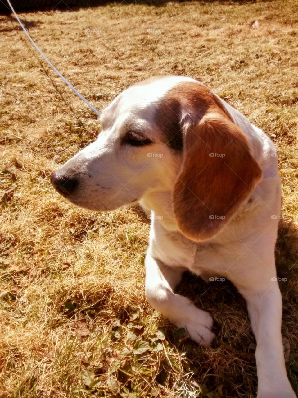 Beagle dog in sun