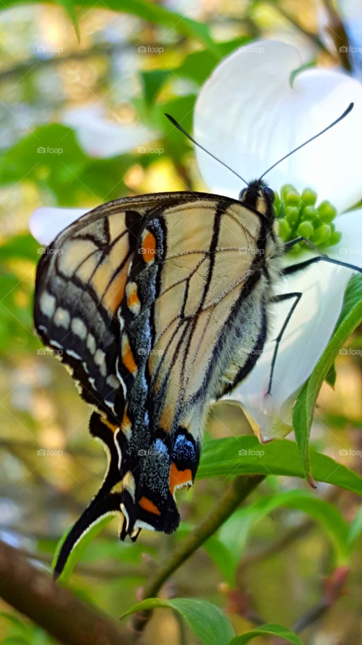 monarch butterfly