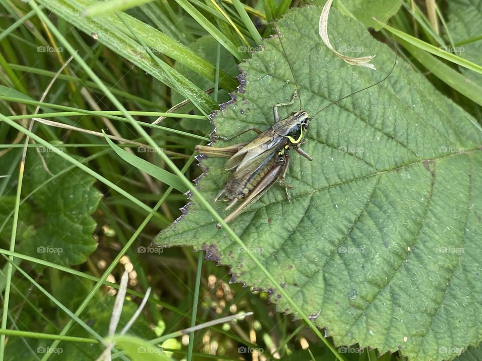 A pair of bugs mating 