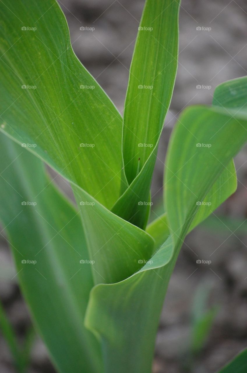 Growing corn. Close up of a young corn stalk 
