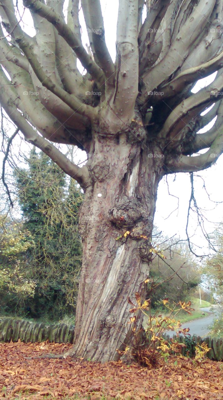 pollarded tree