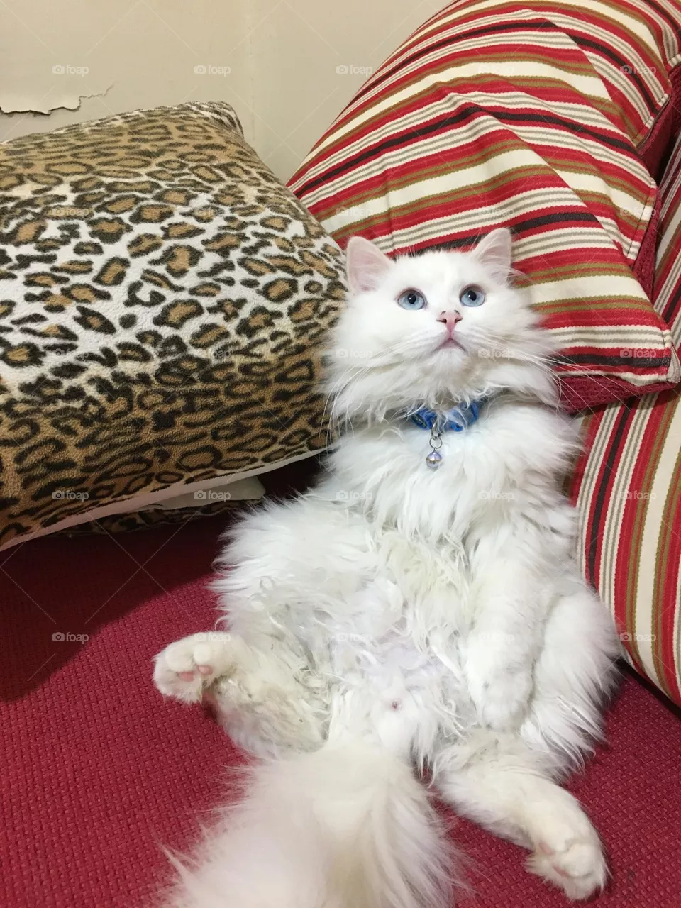 funny cat