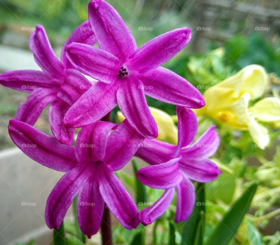 pink hyacinths