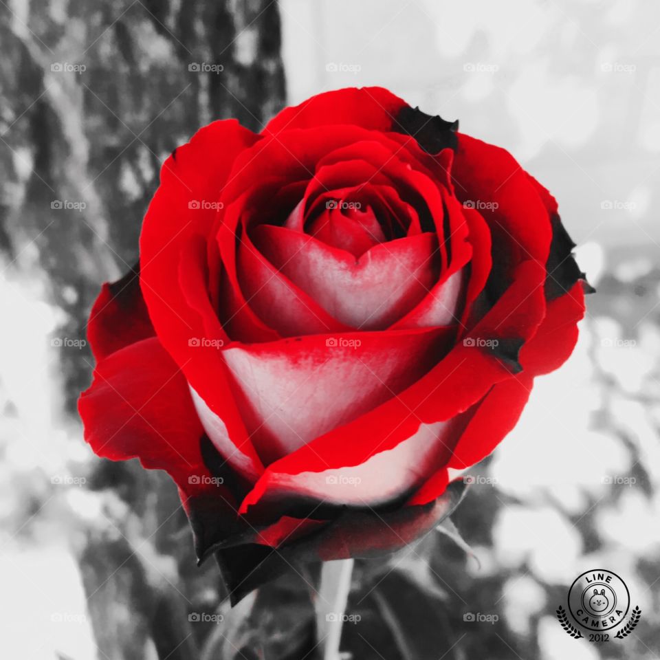‪🌺Fim de #cooper!‬
‪Suado, cansado e feliz, alongando e curtindo a beleza das #flores.‬
‪Nossa #roseira de botão “#vermelho vibrante” está em destaque. Gostaram da #rosa?‬
‪🏁‬
‪#corrida #treino #flor #flower #flowers #pétalas ‬