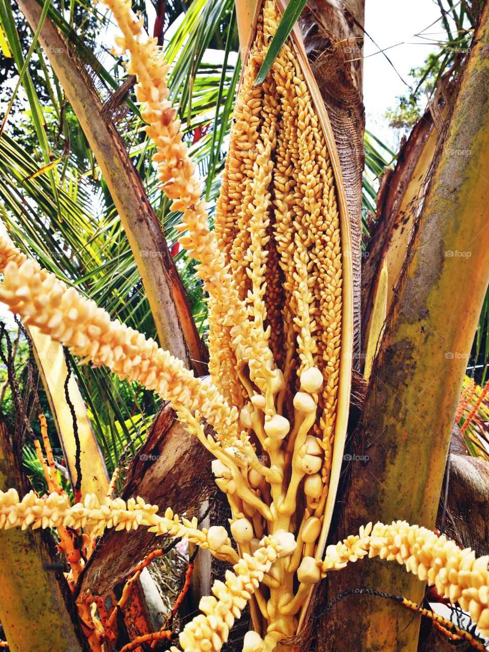 coconut flower