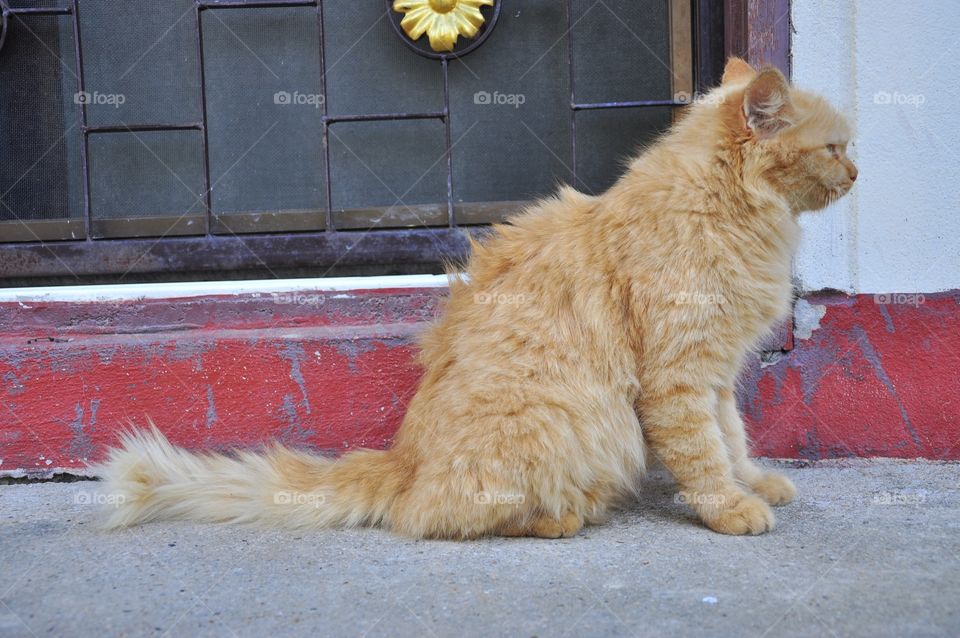 Cat, Portrait, Animal, Pet, Domestic