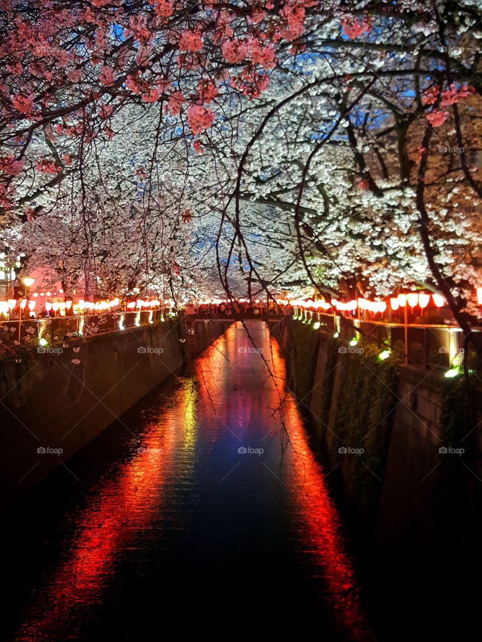 Sakura season, Tokyo, Japan