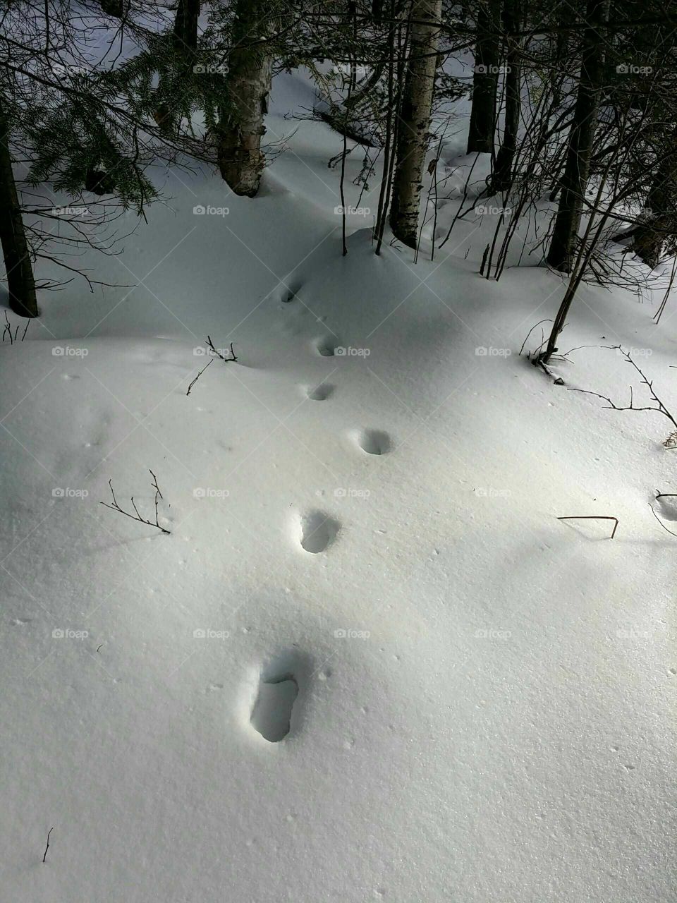 Deer trail in the snow in a forest on a sunny winter day