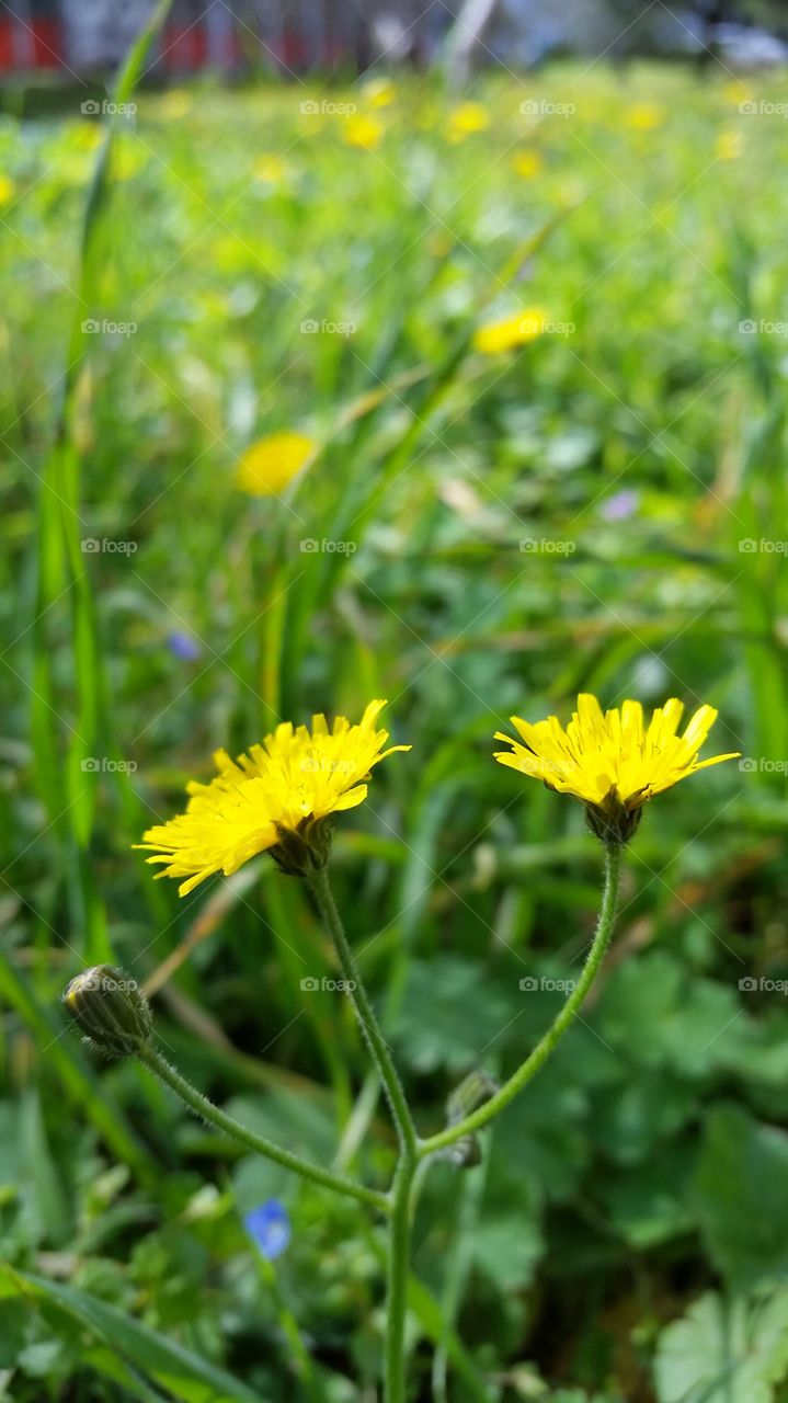 flowers close up