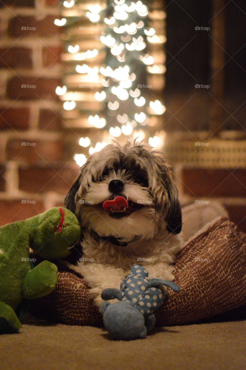 bokeh dog picture. bokeh First try dog pic