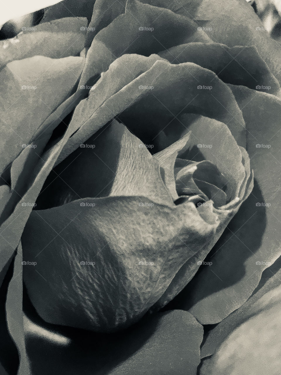 Paper Roses 