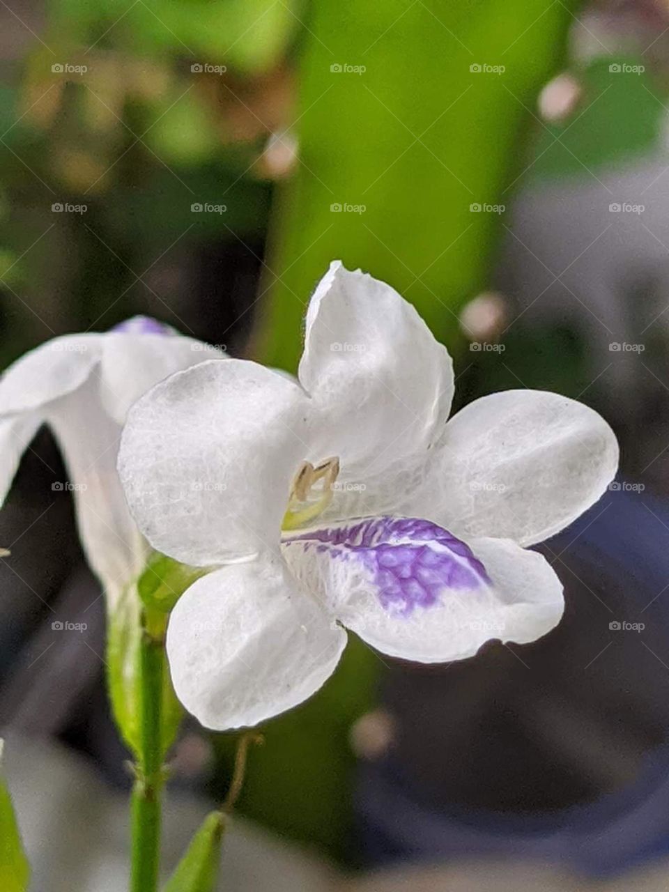 white flowers