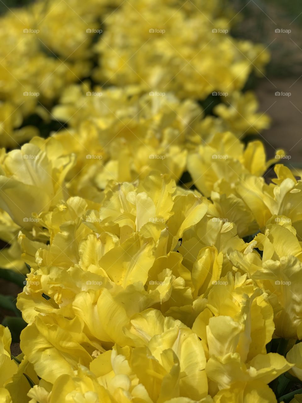 Pretty yellow tulip
