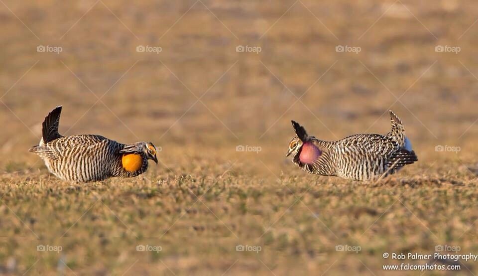 Prairie chickens squaring off