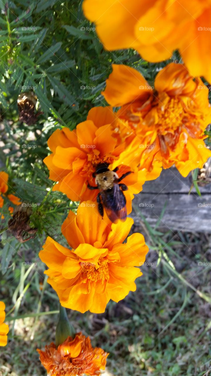 Bees and flowers go together like peanut butter and jelly