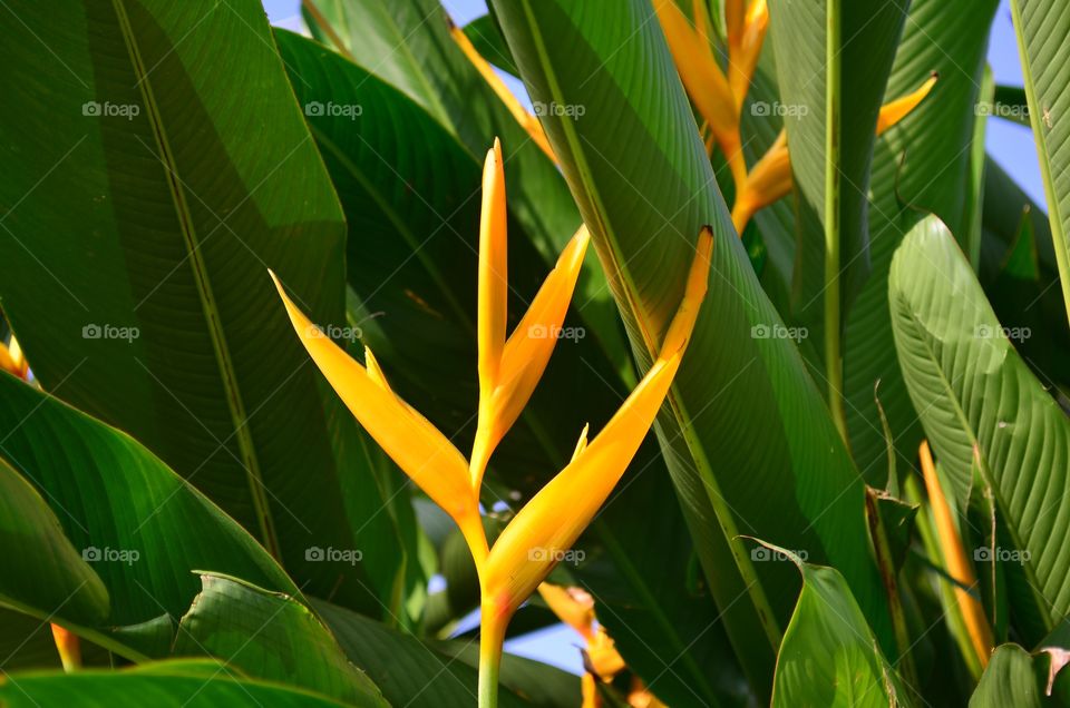Bird of paradise 