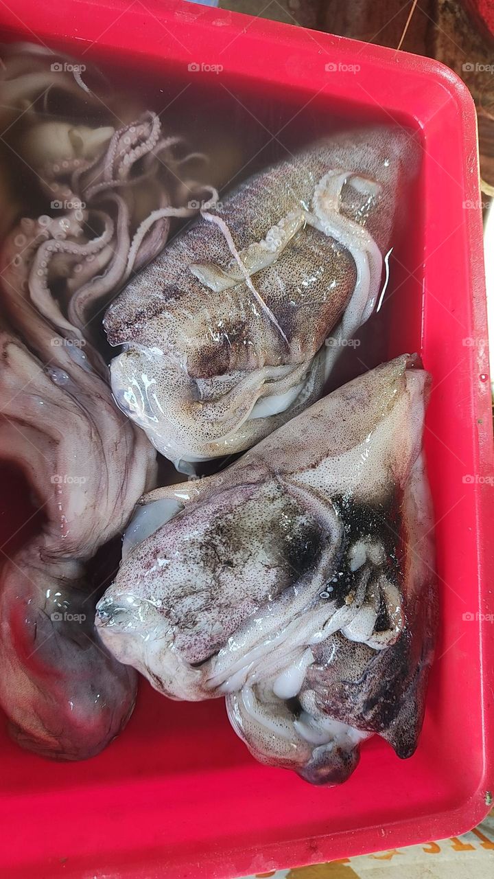 Animals spotted on walks