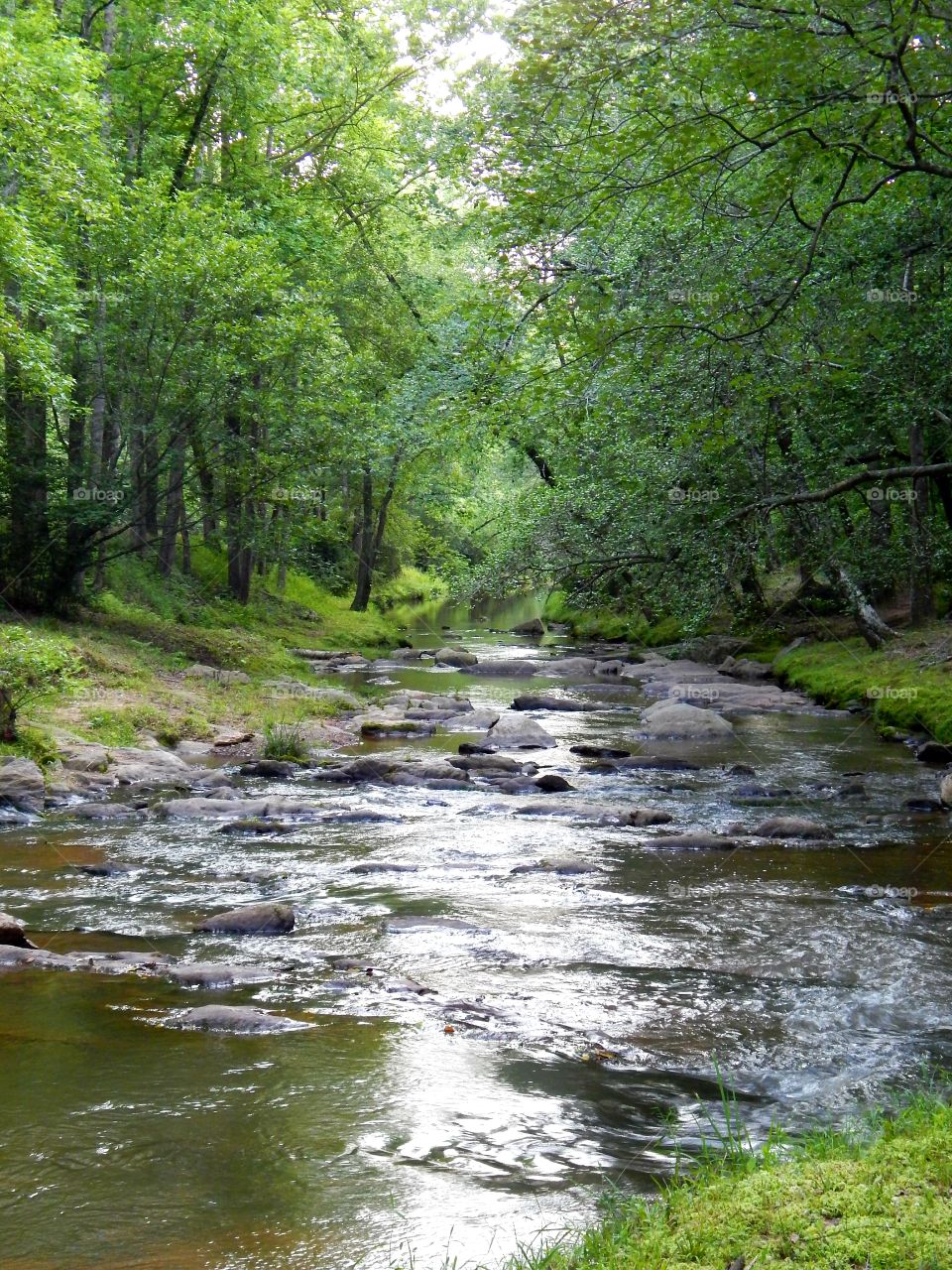 Rocky creek surrounded by green in Victoria Bryant state park, Georgia