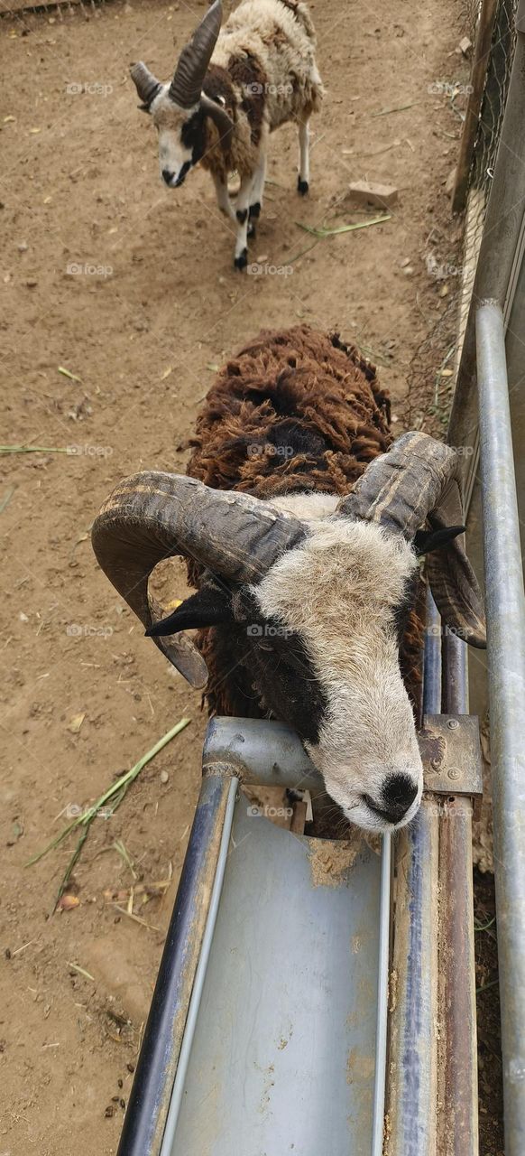 Sheep at Chulu Ranch in Beinan Township