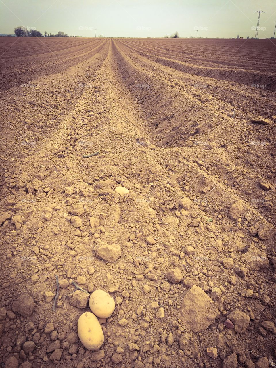 Potatoes farmland 