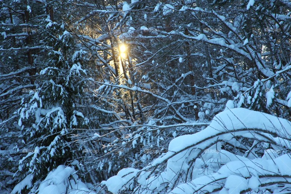 the sun shines through snow flowers in the forest