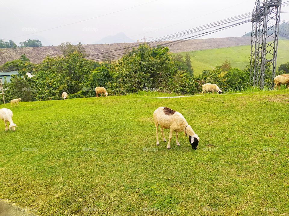 Some sheep are grazing on the hills near a high voltage power transmission tower