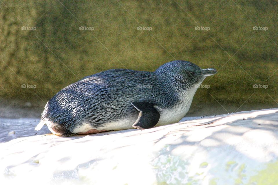 Sliding penguin 