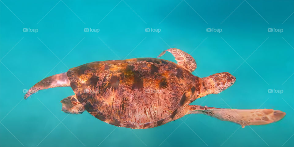 Turtle, Redang Island Terengganu Malaysia