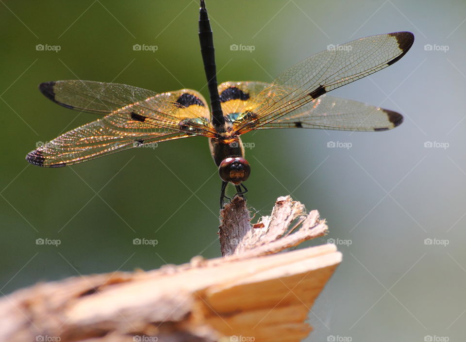 yellow striped flutterer. Light darken and yellow good stripe of the wings of dragonfly. Species captured surround of pound pleased of spring water. Solitary perching on to the top of wood cutting.