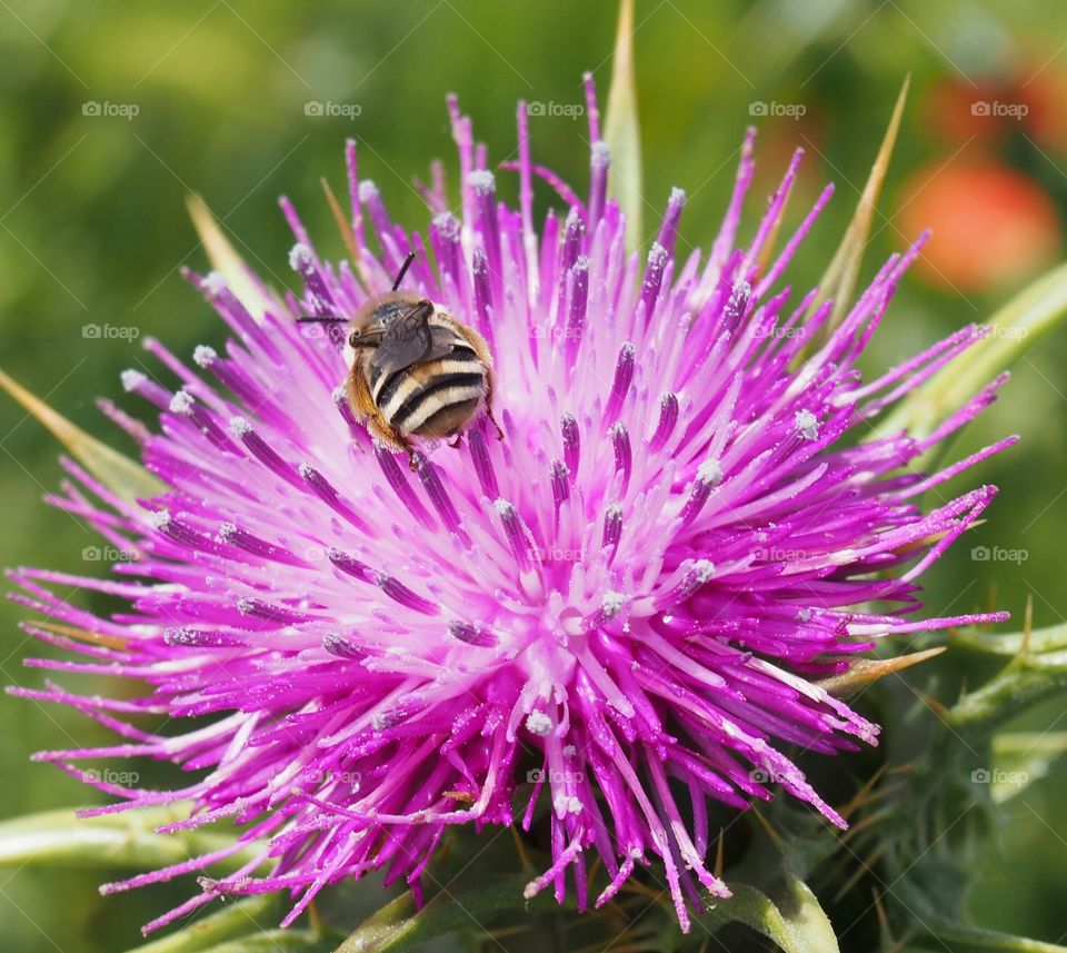 Bee licking pollen in thistle field