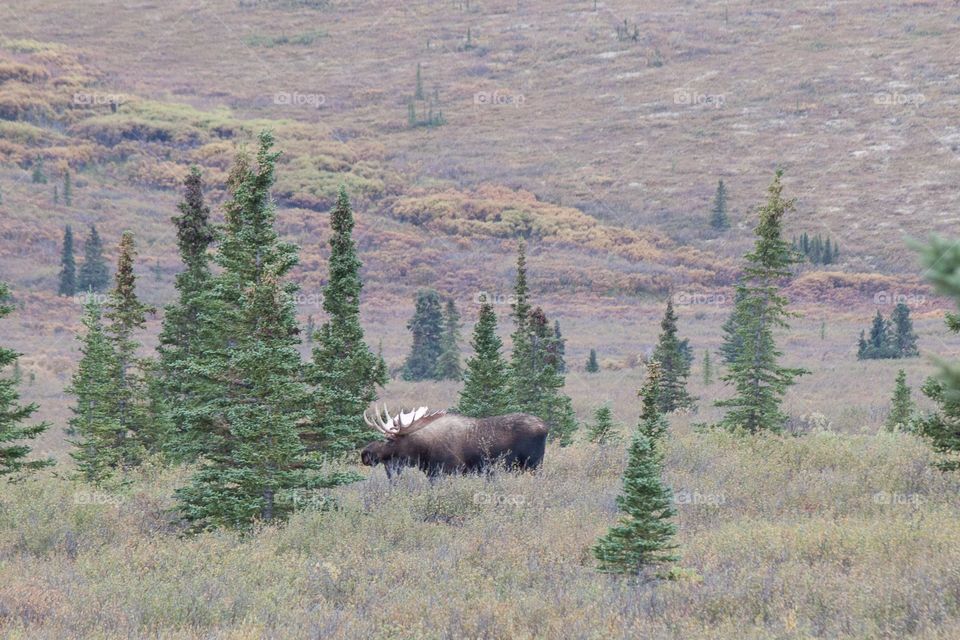 Bull moose