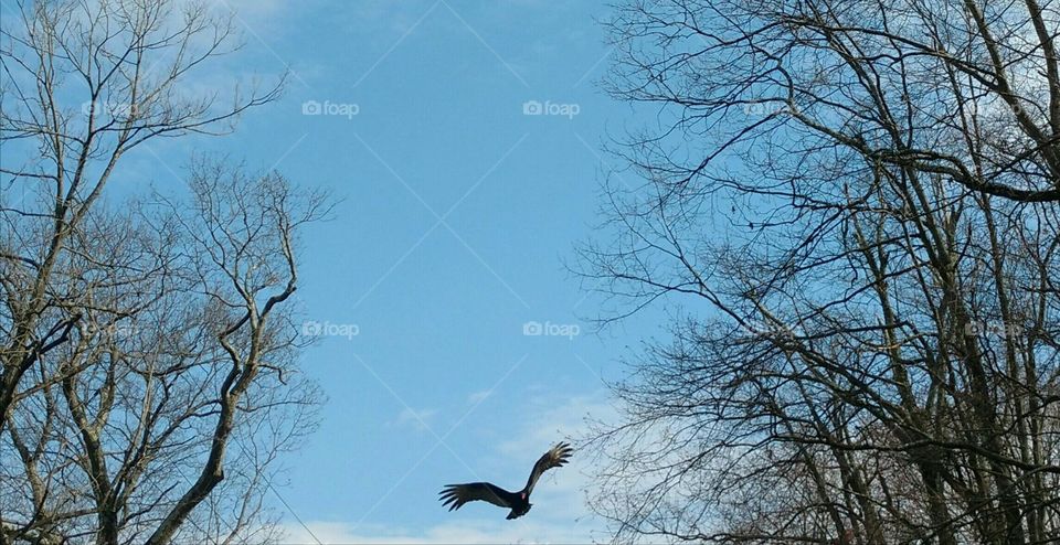 Turkey Vulture