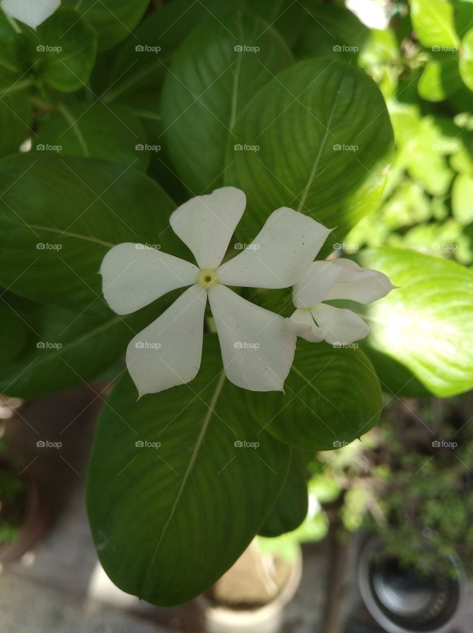 periwinkle white flower seasonal fresh looks very beautiful generally found everywhere