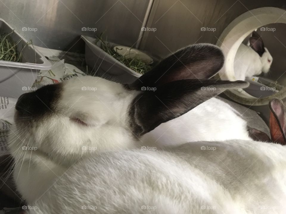 Rescued Bunnies, a Californian/Dwarf, at Shelter and ready for Adoption