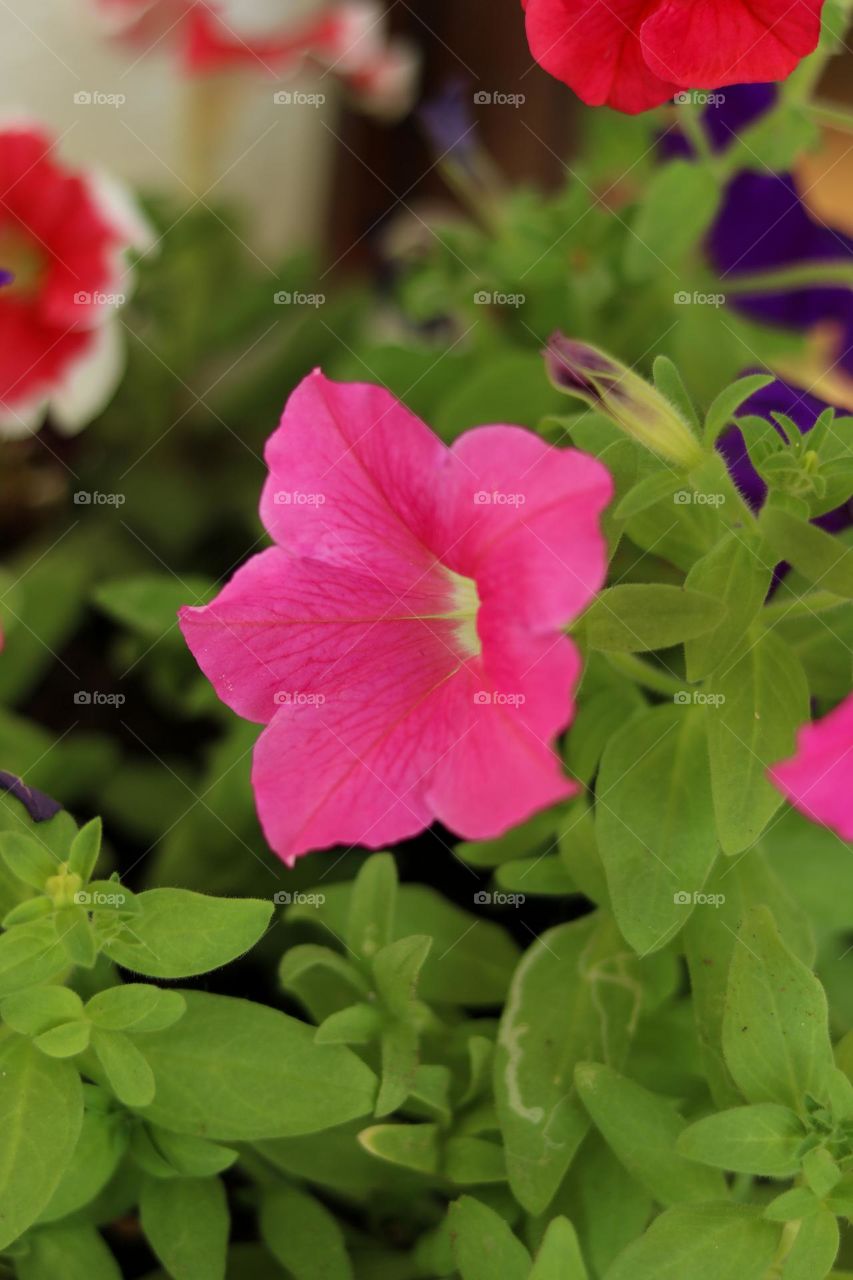 Pink Flower